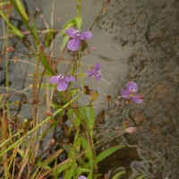 Murdannia dimorphoides subsp. dimorphoides Faden